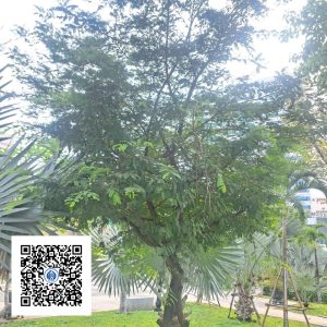 1.NT - Cây Me - Loại 1