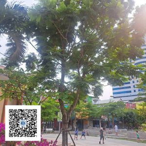 2.NT - Cây Lim Xẹt - Loại 2