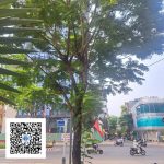 Ảnh cây