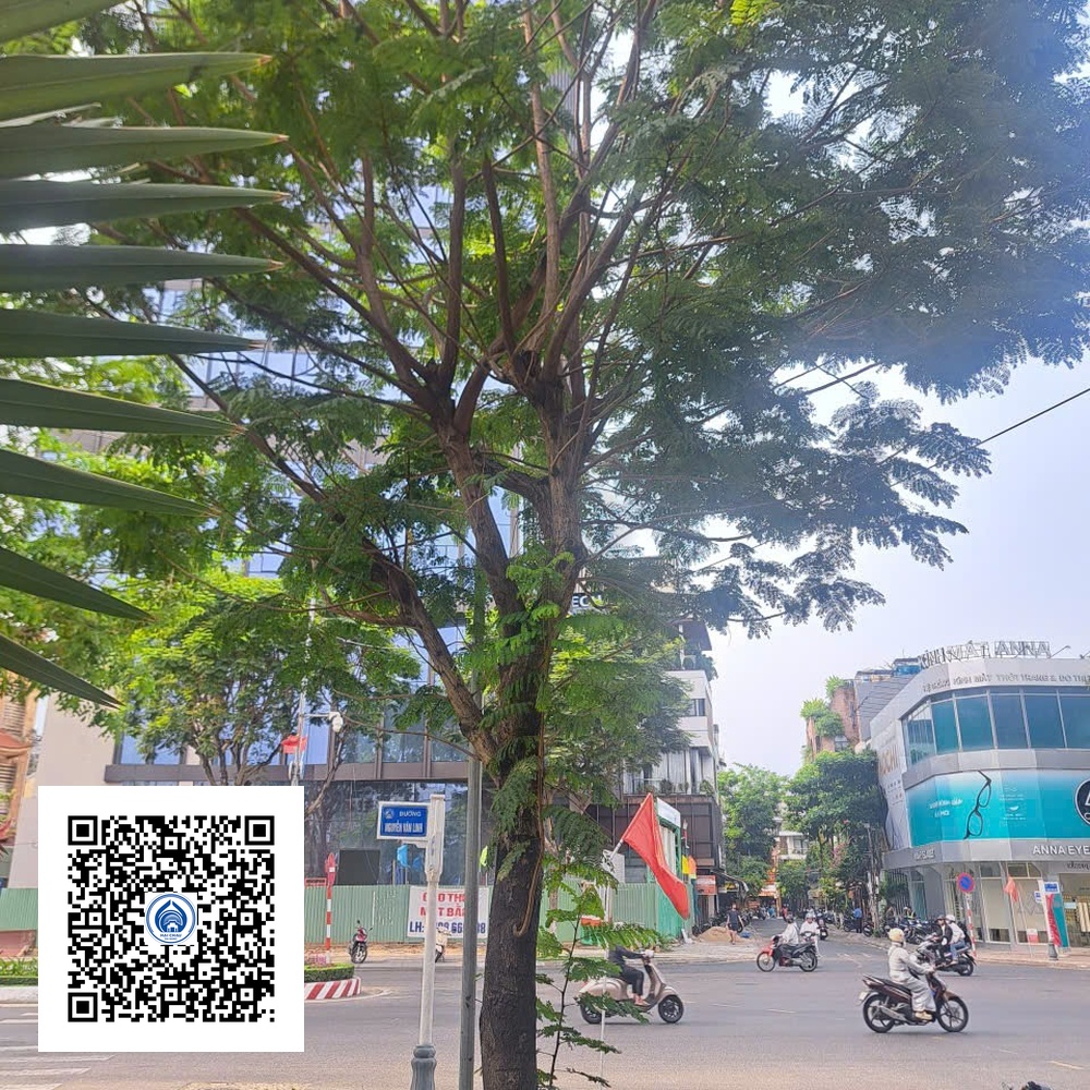 3.NT - Cây Lim Xẹt - Loại 2