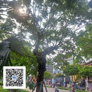 4.NT - Cây Lim Xẹt - Loại 2
