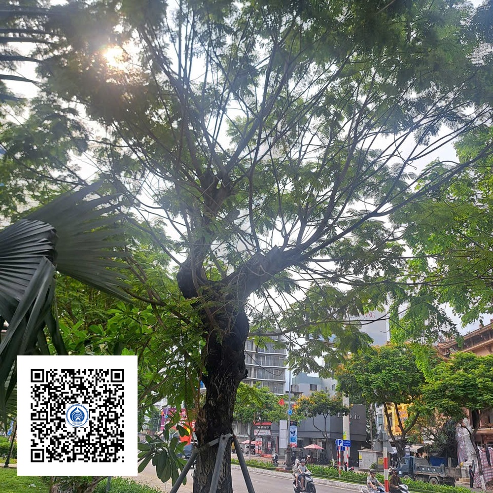 4.NT - Cây Lim Xẹt - Loại 2