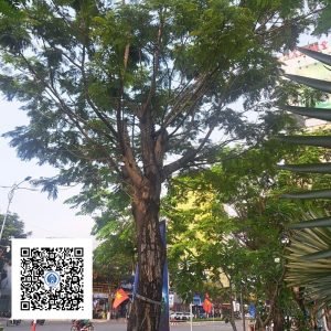 5.NT - Cây Lim Xẹt - Loại 2