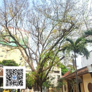 8.NT - Cây Bồ Đề - Loại 3