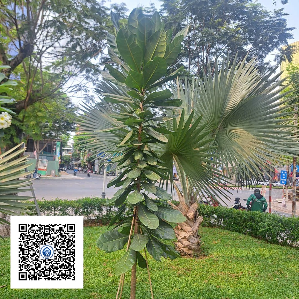 9.NT - Cây Bàng Vuông - Loại 1
