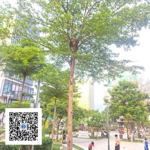 10.ND - Cây Bàng Đài Loan - Loại 1