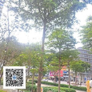 11.ND - Cây Bàng Đài Loan - Loại 1