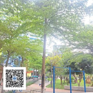 13.ND - Cây Bàng Đài Loan - Loại 1