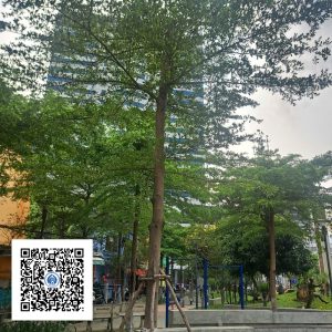 14.ND - Cây Bàng Đài Loan - Loại 1