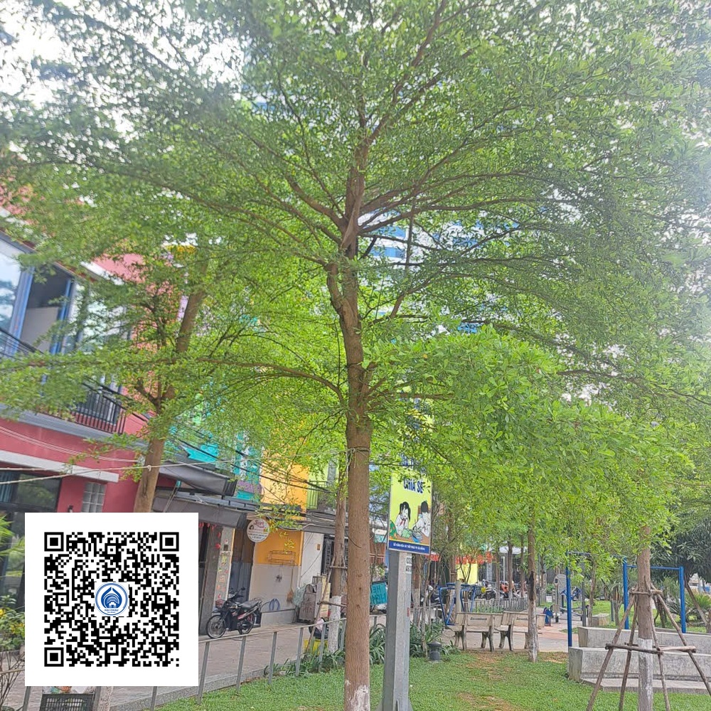 15.ND - Cây Bàng Đài Loan - Loại 1