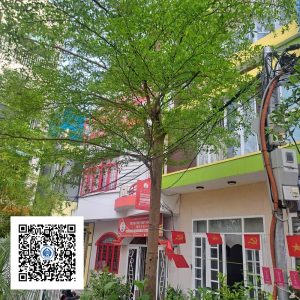 16.ND - Cây Bàng Đài Loan - Loại 1