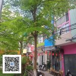 Ảnh cây