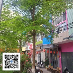 17.ND - Cây Bàng Đài Loan - Loại 1