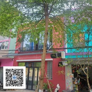 18.ND - Cây Bàng Đài Loan - Loại 1