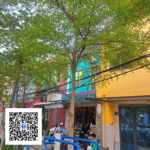 19.ND - Cây Bàng Đài Loan - Loại 1