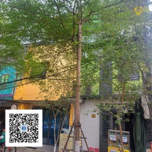 20.ND - Cây Bàng Đài Loan - Loại 1
