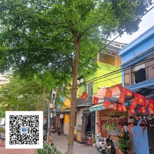 21.ND - Cây Bàng Đài Loan - Loại 1