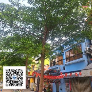 22.ND - Cây Bàng Đài Loan - Loại 1