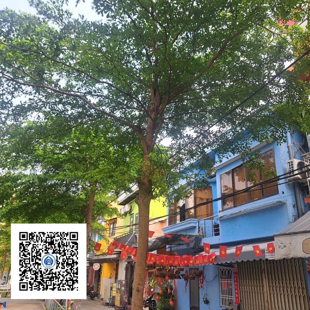 22.ND - Cây Bàng Đài Loan - Loại 1