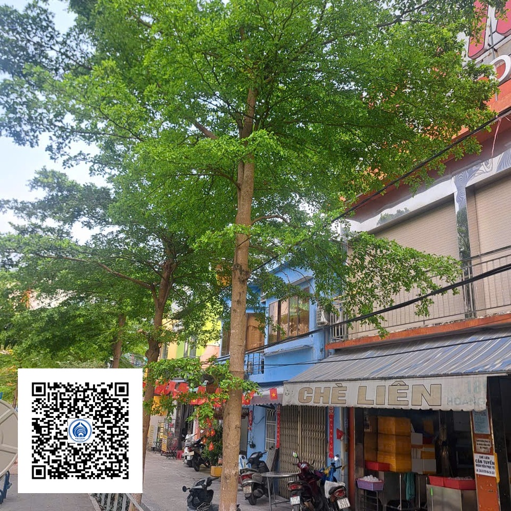 23.ND - Cây Bàng Đài Loan - Loại 1