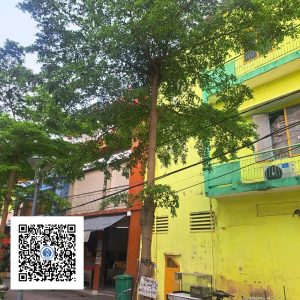 24.ND - Cây Bàng Đài Loan - Loại 1