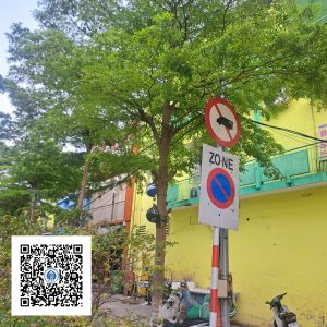 25.ND - Cây Bàng Đài Loan - Loại 1