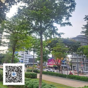 27.ND - Cây Bàng Đài Loan - Loại 1