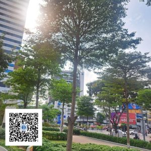28.ND - Cây Bàng Đài Loan - Loại 1