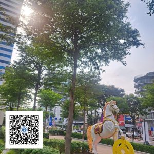 29.ND - Cây Bàng Đài Loan - Loại 1