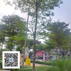 30.ND - Cây Bàng Đài Loan - Loại 1