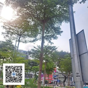 31.ND - Cây Bàng Đài Loan - Loại 1