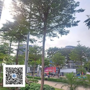 32.ND - Cây Bàng Đài Loan - Loại 1