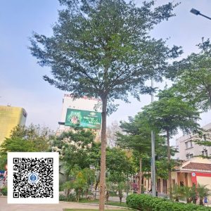 33.ND - Cây Bàng Đài Loan - Loại 1
