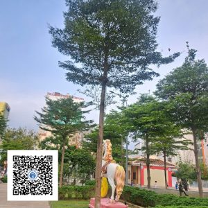 34.ND - Cây Bàng Đài Loan - Loại 1
