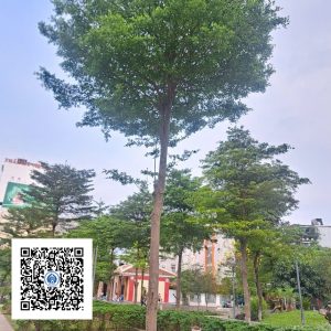 35.ND - Cây Bàng Đài Loan - Loại 1