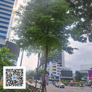 36.ND - Cây Bàng Đài Loan - Loại 1