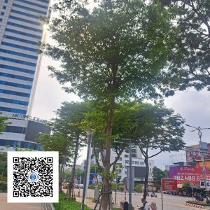 38.ND - Cây Bàng Đài Loan - Loại 1