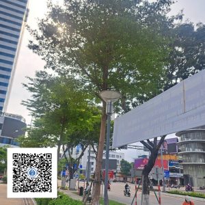 40.ND - Cây Bàng Đài Loan - Loại 1