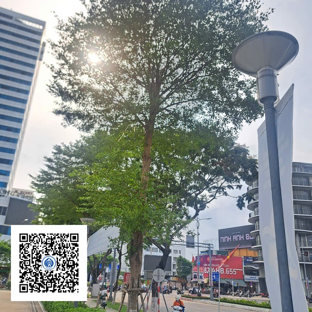 41.ND - Cây Bàng Đài Loan - Loại 1