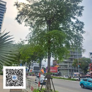 42.ND - Cây Bàng Đài Loan - Loại 1