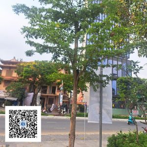 43.ND - Cây Bàng Đài Loan - Loại 1