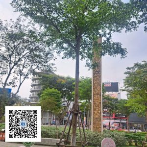 44.ND - Cây Bàng Đài Loan - Loại 1