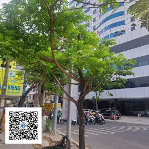 45.ND - Cây Muồng tím - Loại 1