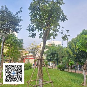 50.ND - Cây Phong Linh - Loại 1
