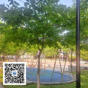 1.CVTB - Cây bằng lăng - Loại 1