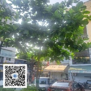 1.PKB - Cây bàng ta - Loại 1
