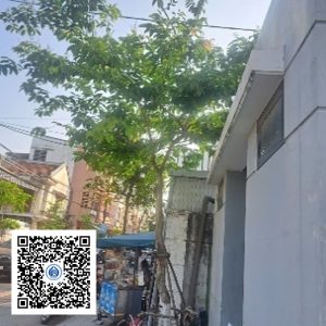 11.CVTB - Cây bằng lăng - Loại 1