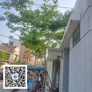 12.CVTB - Cây bằng lăng - Loại 1