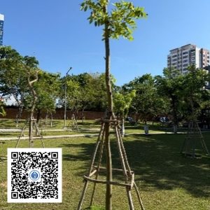 126.TĐH - Osaka vàng - Loại 1