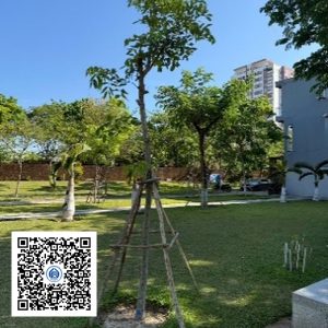 127.TĐH - Osaka vàng - Loại 1